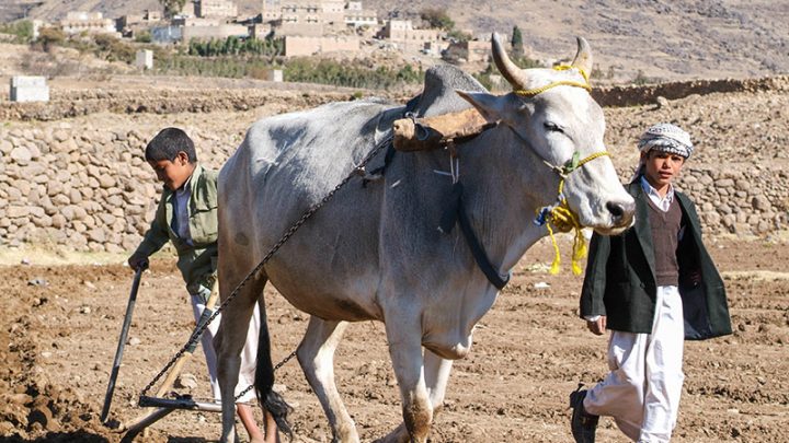 The Road to Yemen’s Starvation