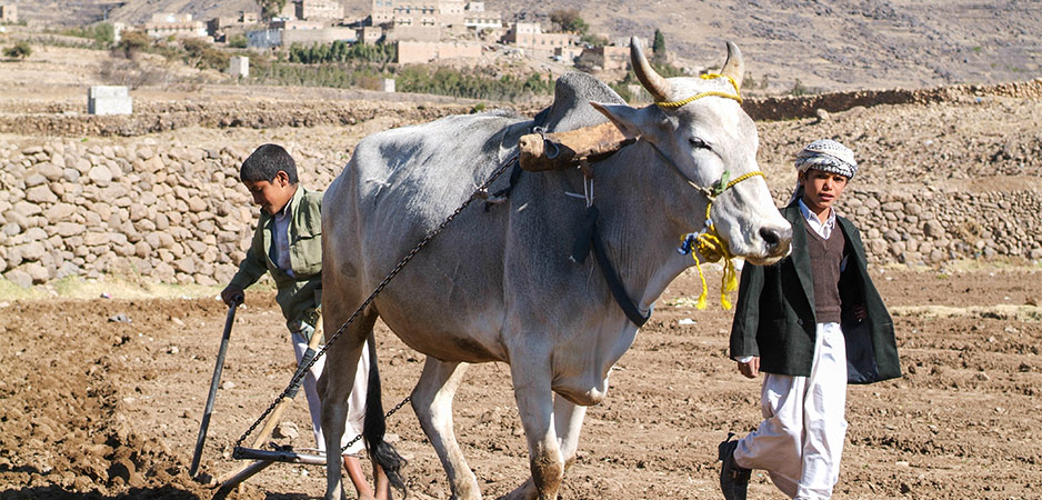 The Road to Yemen’s Starvation