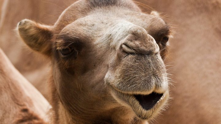 The Wild Bactrian Camel: An Animal Hero for Our Time?