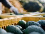 Green Gold: The Curse of the Avocado