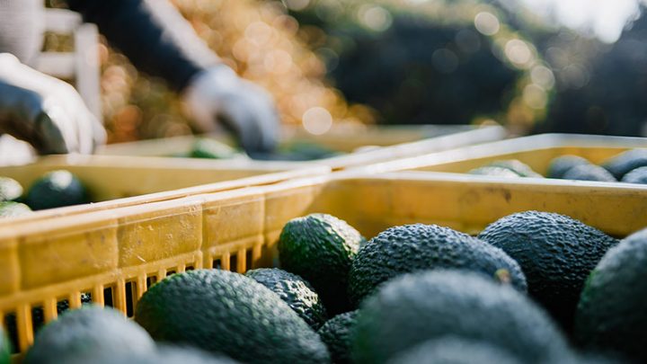 Green Gold: The Curse of the Avocado
