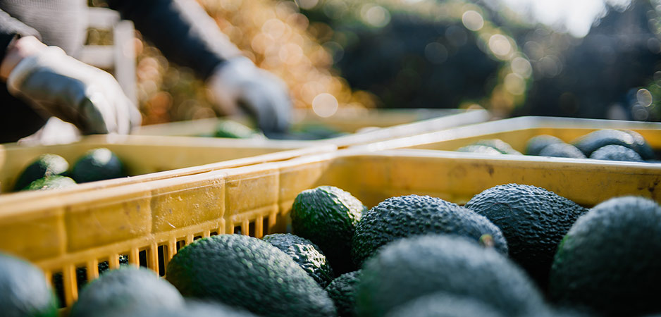 Green Gold: The Curse of the Avocado